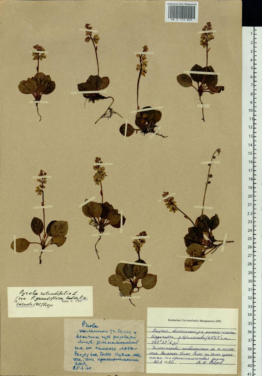 Pyrola asarifolia subsp. incarnata (DC.) A. E. Murray, Siberia, Yakutia (S5) (Russia)