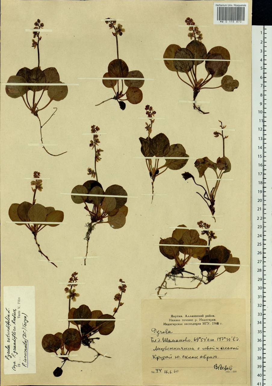 Pyrola asarifolia subsp. incarnata (DC.) A. E. Murray, Siberia, Yakutia (S5) (Russia)