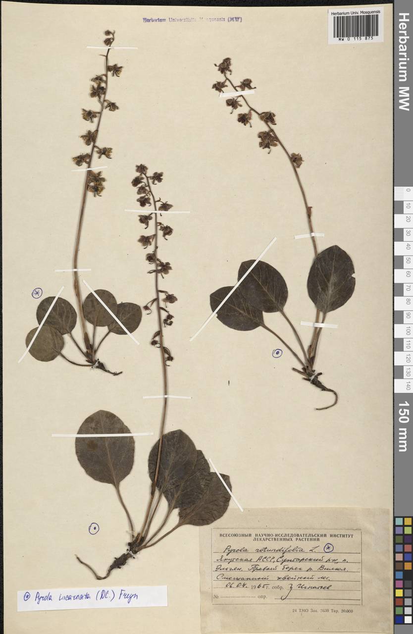 Pyrola rotundifolia L., Siberia, Yakutia (S5) (Russia)