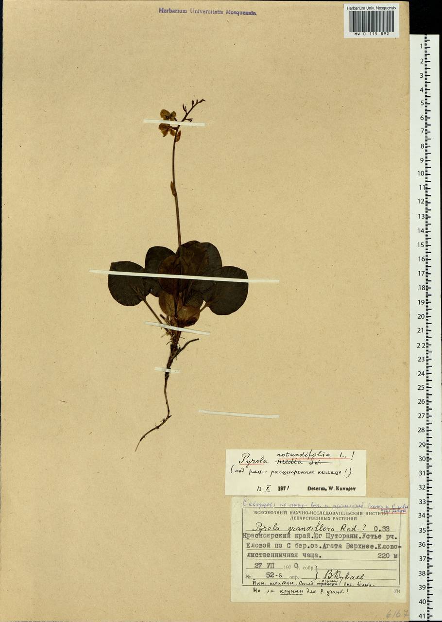 Pyrola rotundifolia L., Siberia, Central Siberia (S3) (Russia)