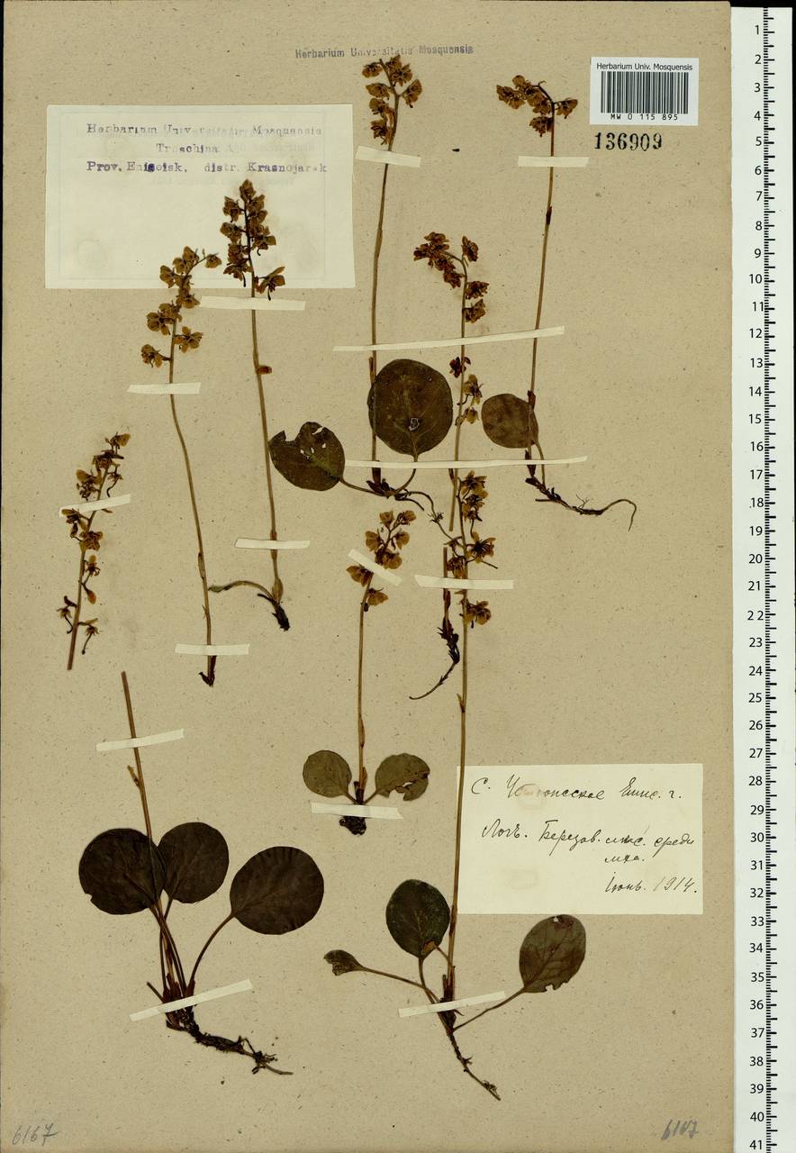 Pyrola rotundifolia L., Siberia, Central Siberia (S3) (Russia)