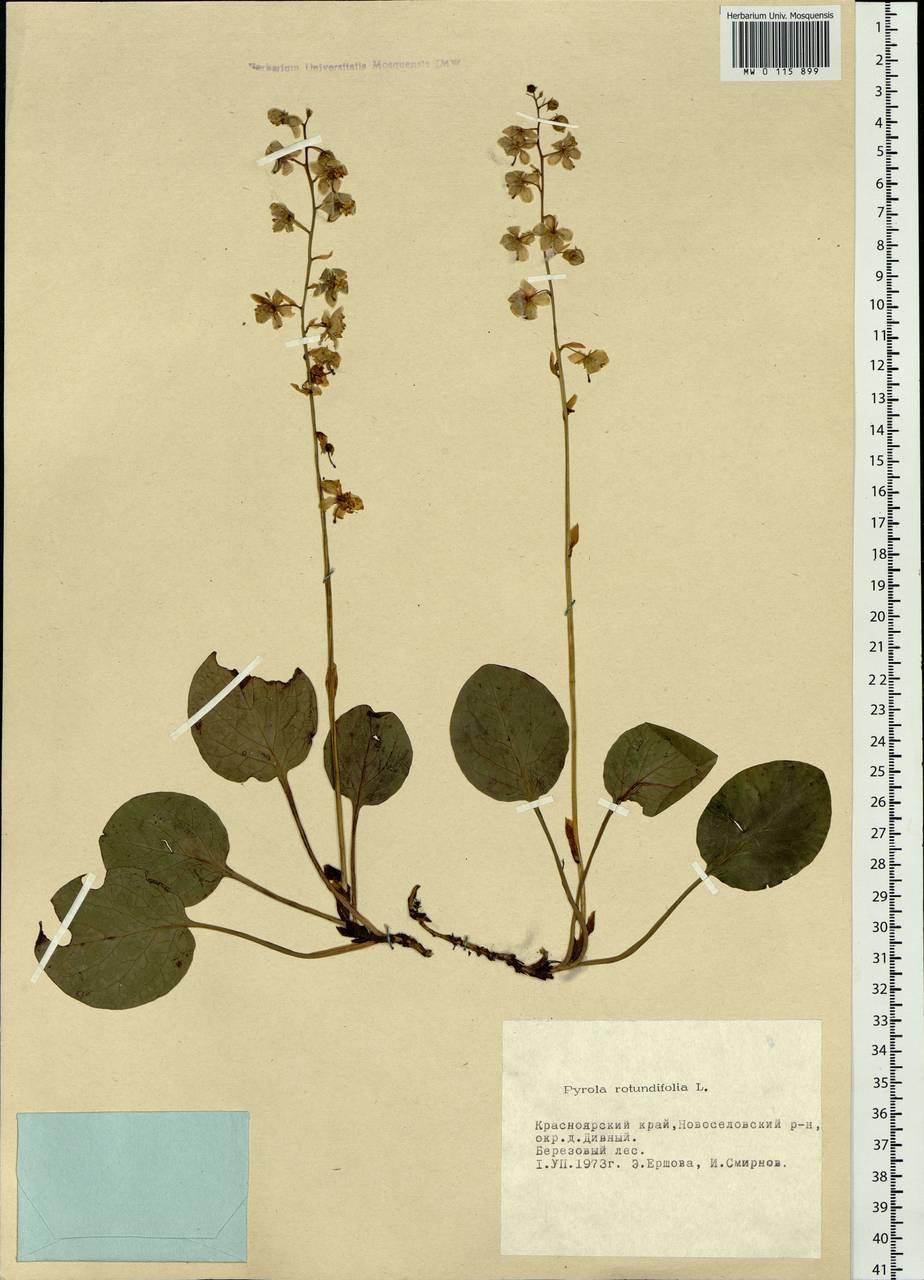 Pyrola rotundifolia L., Siberia, Altai & Sayany Mountains (S2) (Russia)