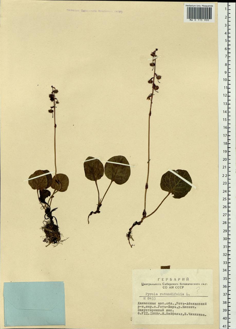 Pyrola rotundifolia L., Siberia, Altai & Sayany Mountains (S2) (Russia)