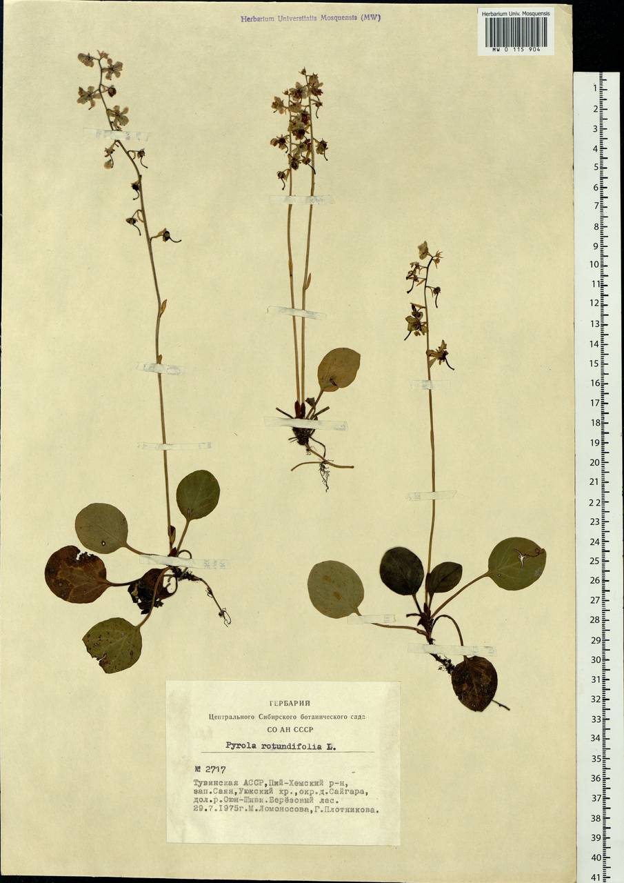 Pyrola rotundifolia L., Siberia, Altai & Sayany Mountains (S2) (Russia)