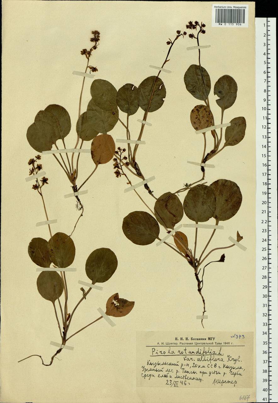 Pyrola rotundifolia L., Siberia, Altai & Sayany Mountains (S2) (Russia)