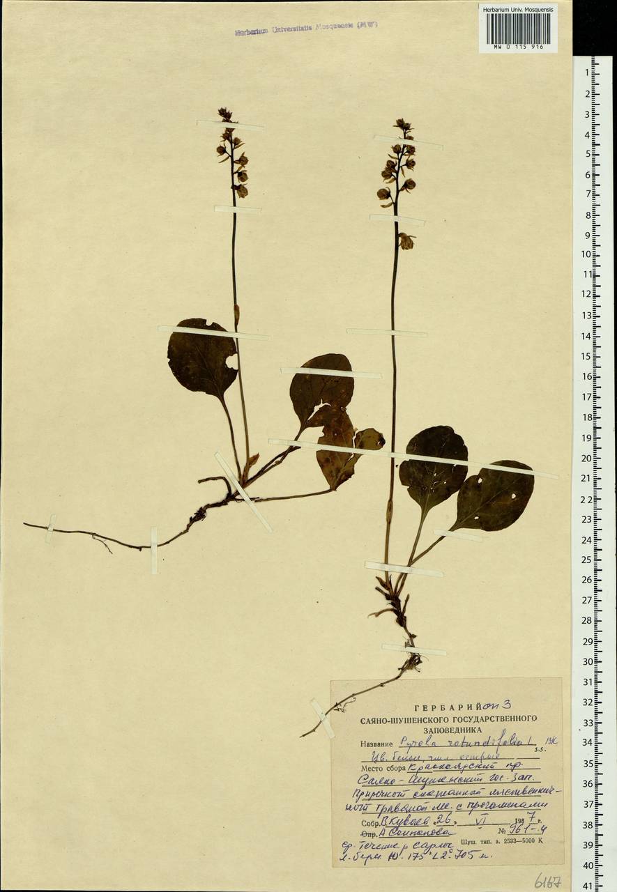 Pyrola rotundifolia L., Siberia, Altai & Sayany Mountains (S2) (Russia)