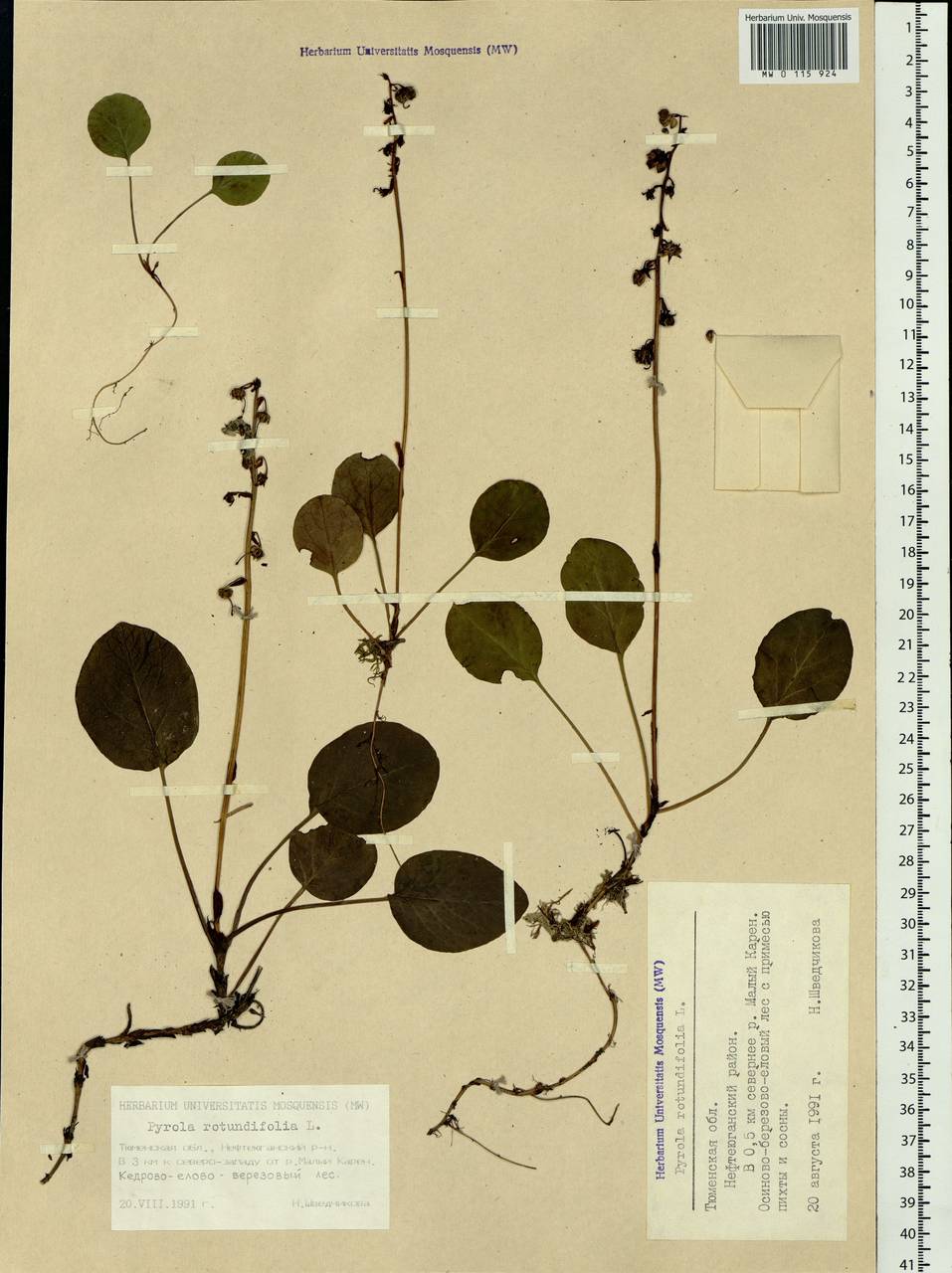 Pyrola rotundifolia L., Siberia, Western Siberia (S1) (Russia)