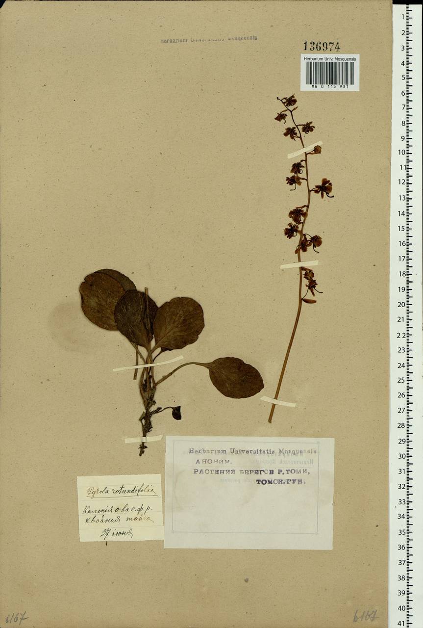 Pyrola rotundifolia L., Siberia, Western Siberia (S1) (Russia)
