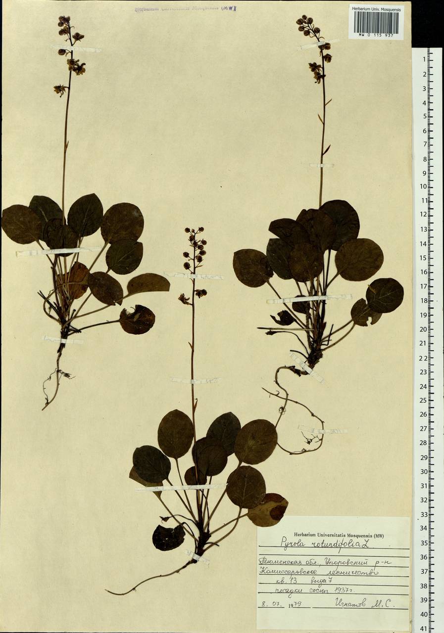 Pyrola rotundifolia L., Siberia, Western Siberia (S1) (Russia)