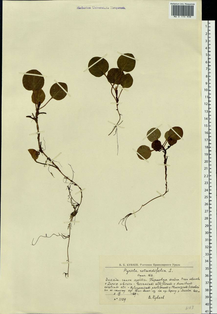 Pyrola rotundifolia L., Eastern Europe, Northern region (E1) (Russia)