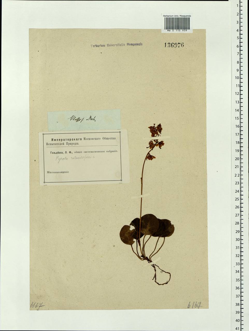Pyrola rotundifolia L., Siberia, Western Siberia (S1) (Russia)