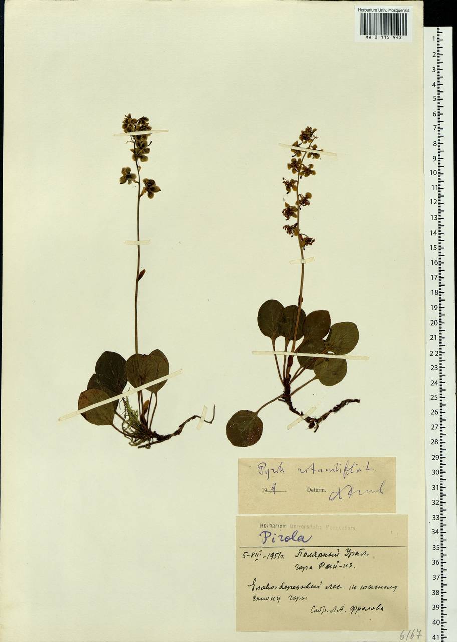 Pyrola rotundifolia L., Siberia, Western Siberia (S1) (Russia)