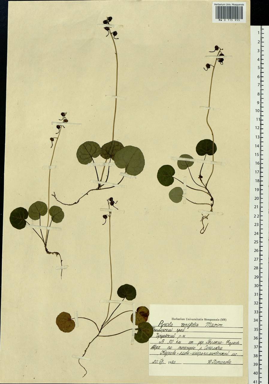 Pyrola renifolia Maxim., Siberia, Russian Far East (S6) (Russia)