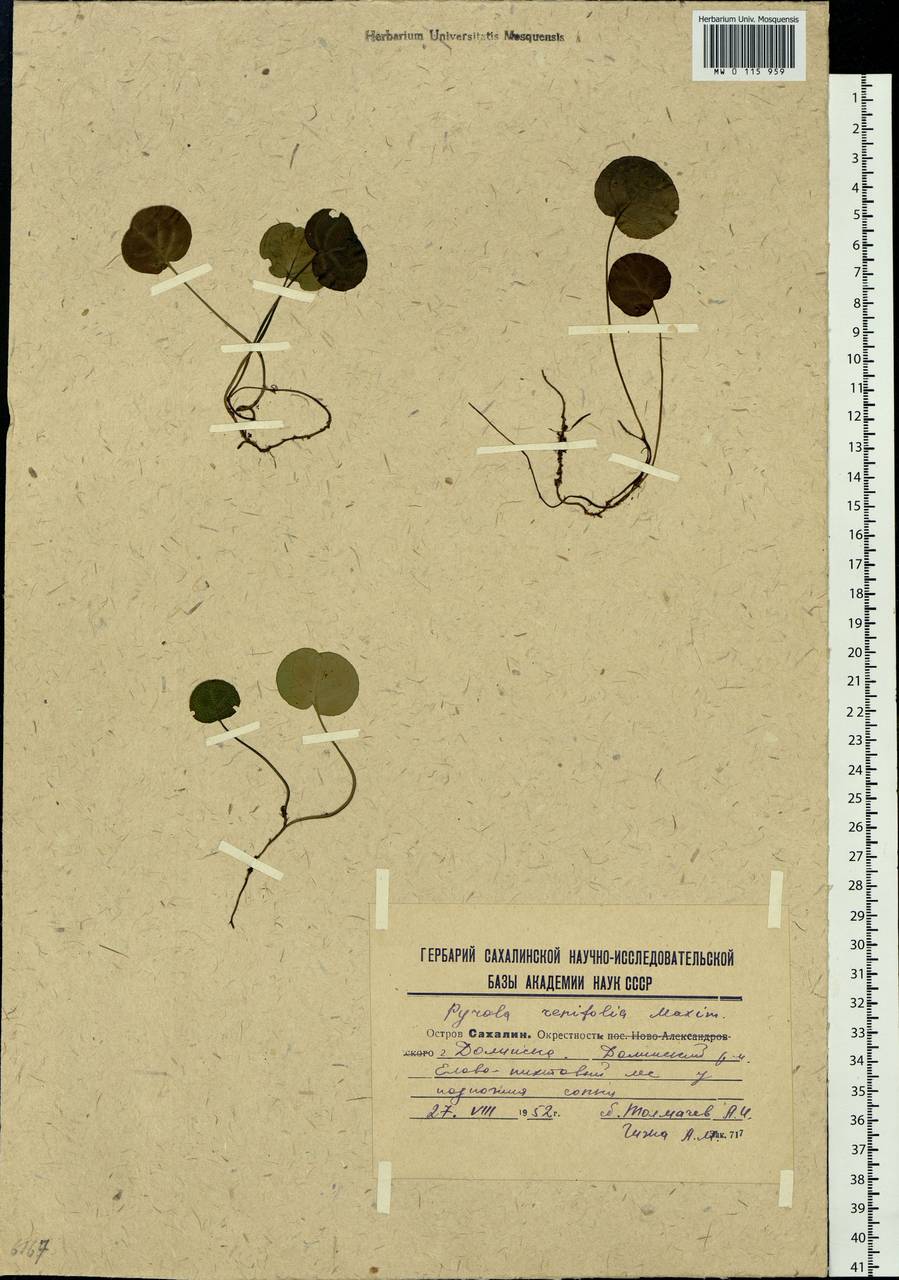 Pyrola renifolia Maxim., Siberia, Russian Far East (S6) (Russia)