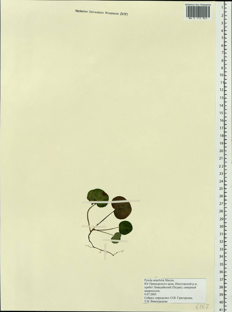 Pyrola renifolia Maxim., Siberia, Russian Far East (S6) (Russia)