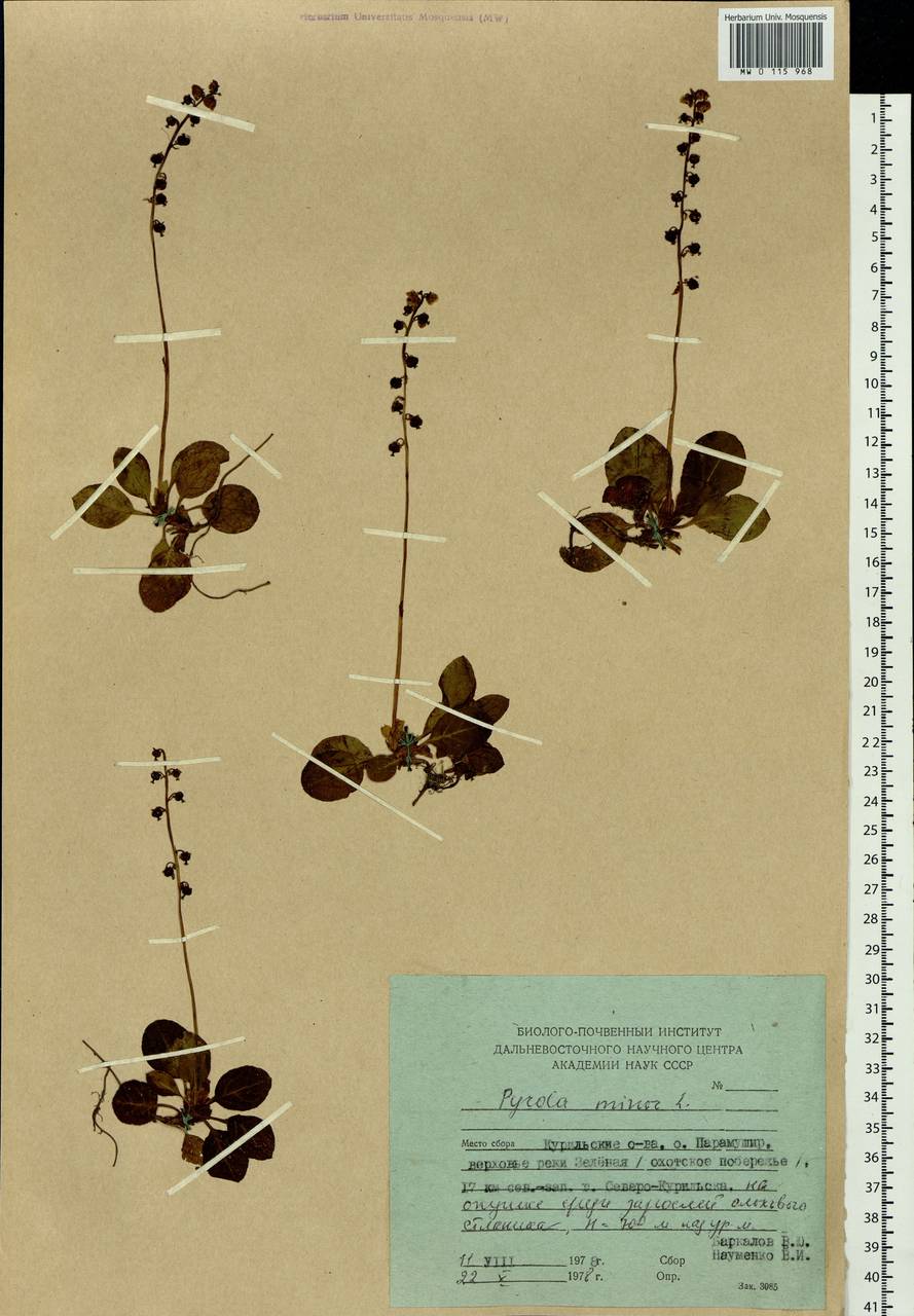 Pyrola minor L., Siberia, Russian Far East (S6) (Russia)