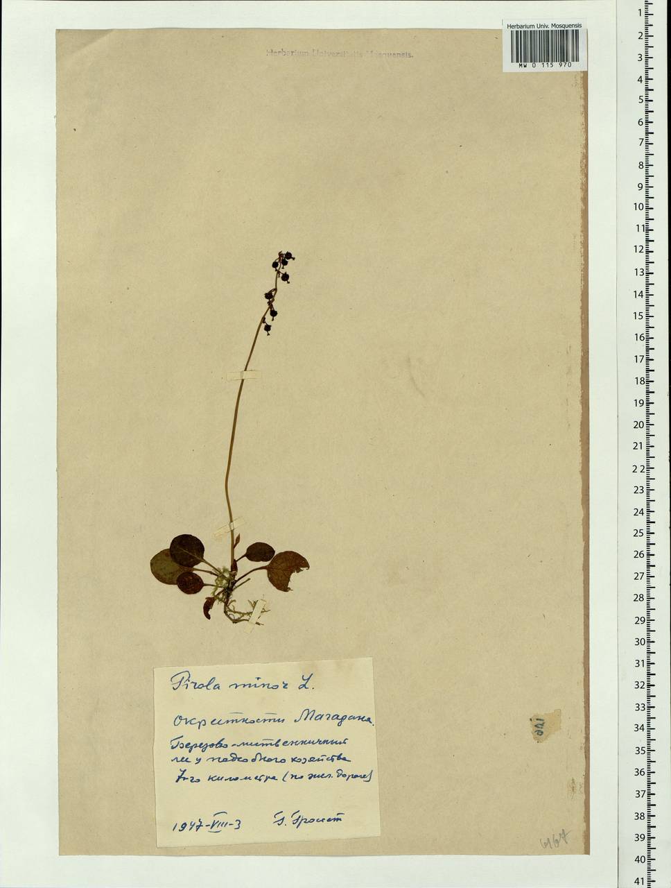 Pyrola minor L., Siberia, Chukotka & Kamchatka (S7) (Russia)