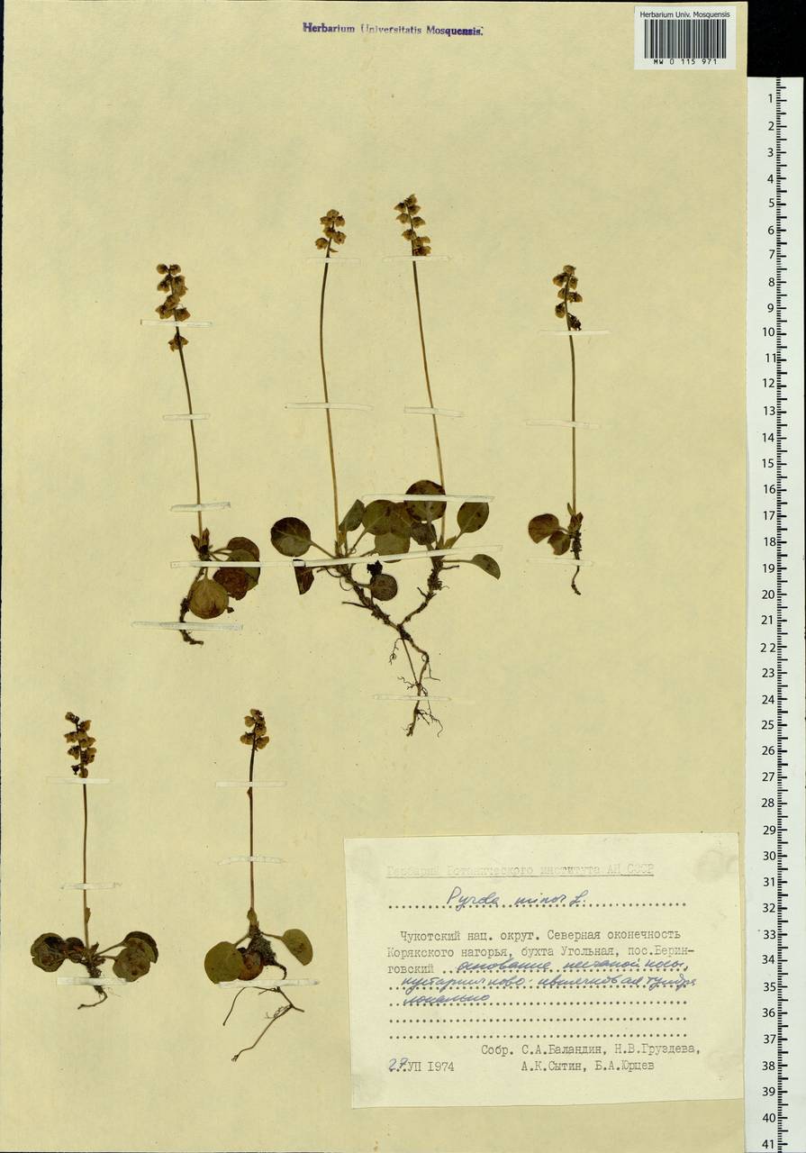 Pyrola minor L., Siberia, Chukotka & Kamchatka (S7) (Russia)