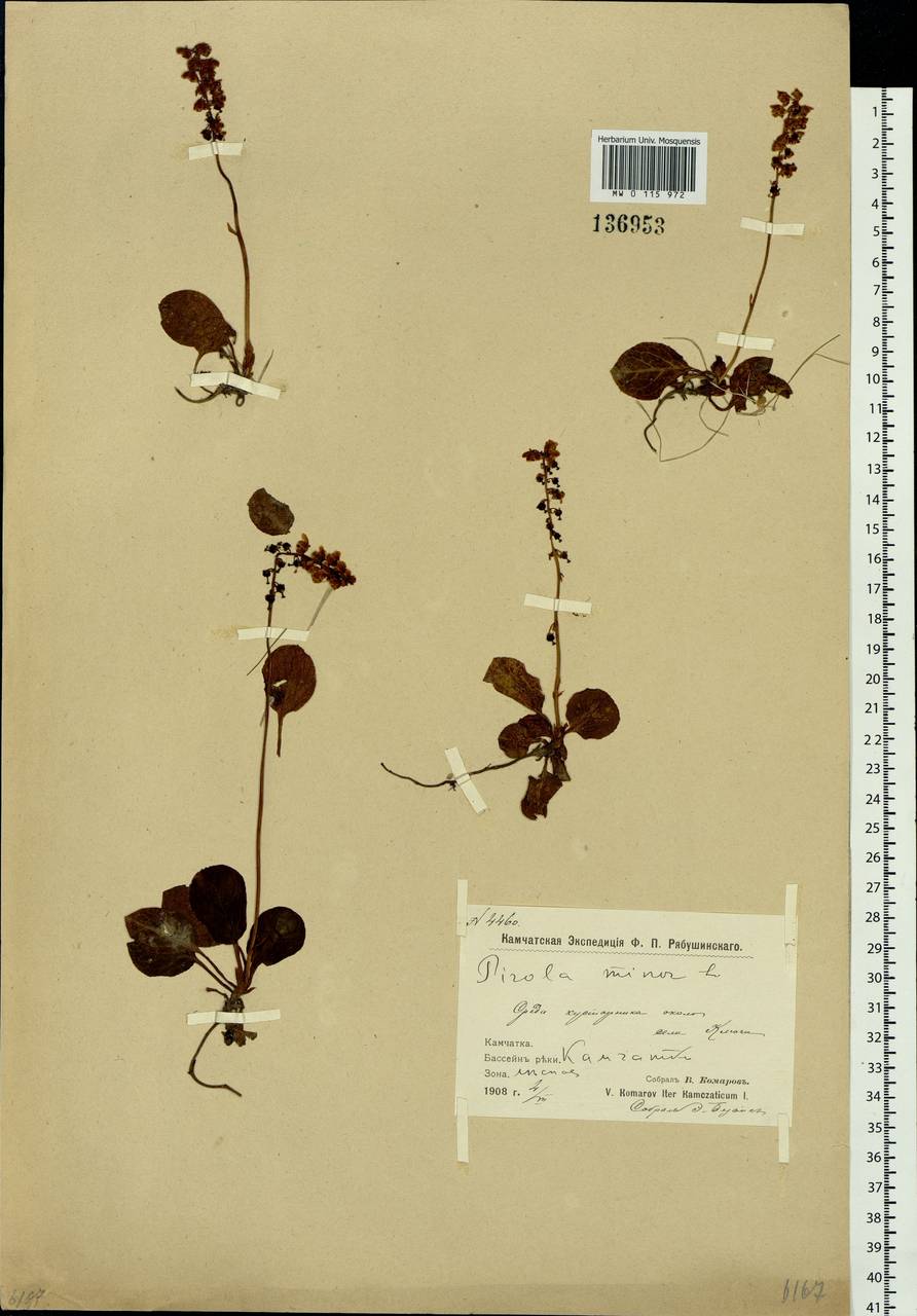 Pyrola minor L., Siberia, Chukotka & Kamchatka (S7) (Russia)