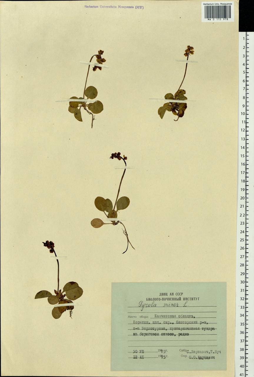 Pyrola minor L., Siberia, Chukotka & Kamchatka (S7) (Russia)