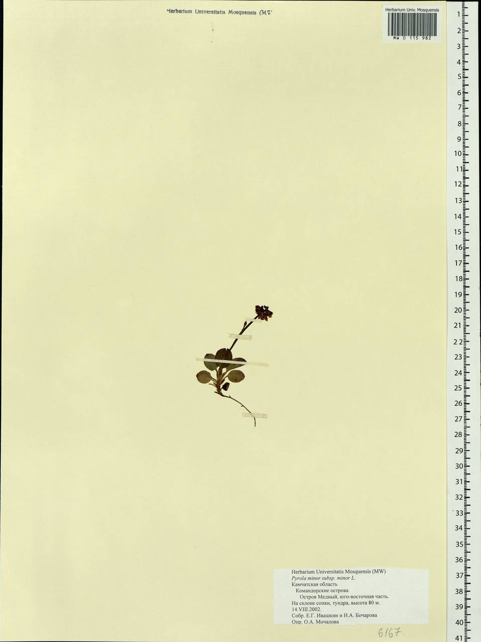 Pyrola minor L., Siberia, Chukotka & Kamchatka (S7) (Russia)