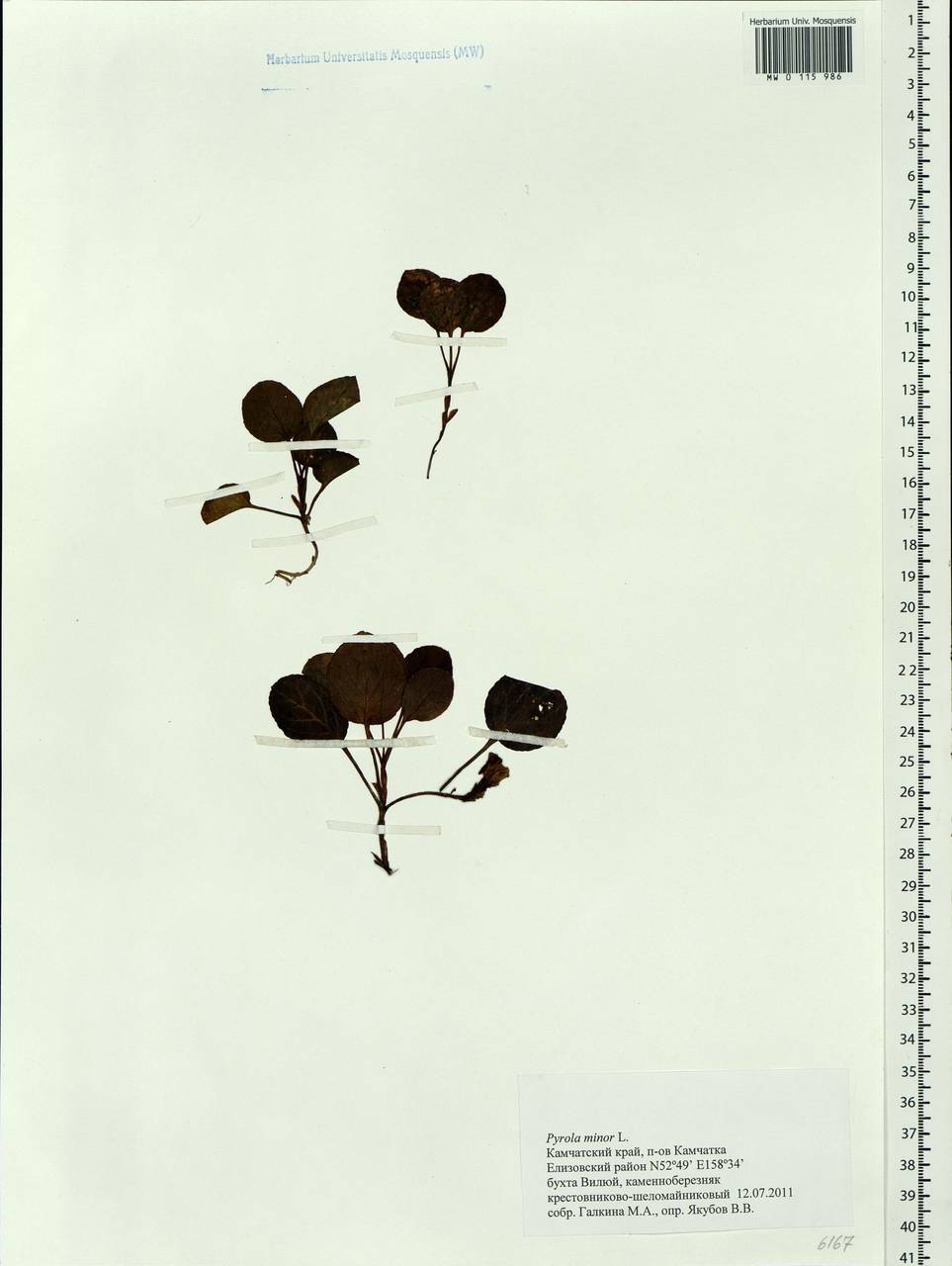 Pyrola minor L., Siberia, Chukotka & Kamchatka (S7) (Russia)