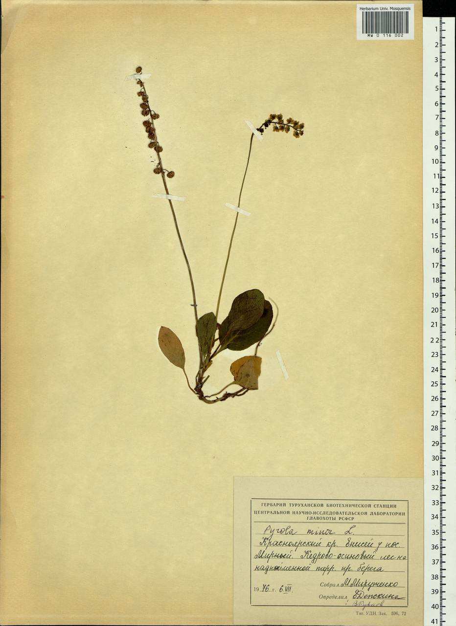 Pyrola minor L., Siberia, Central Siberia (S3) (Russia)