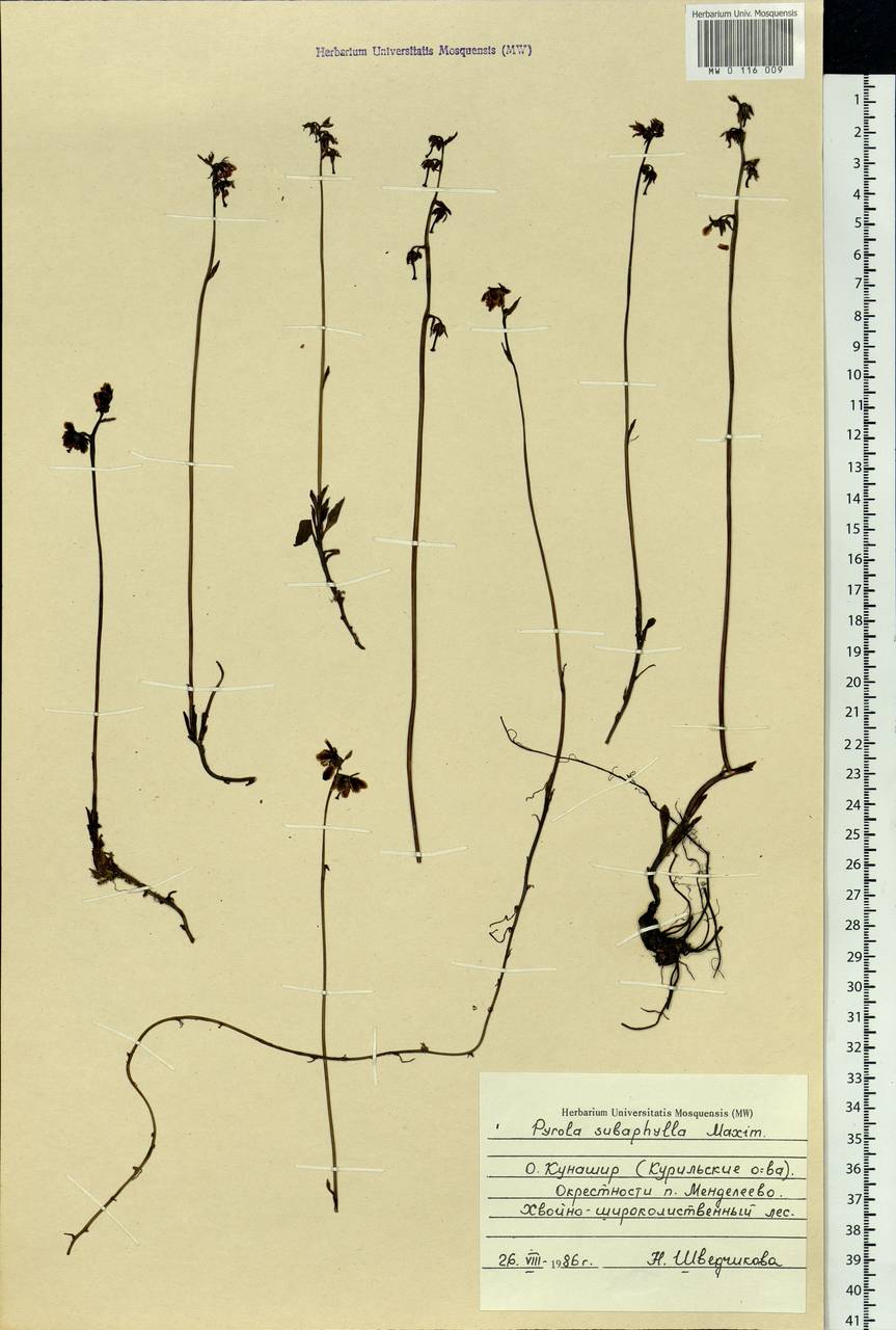 Pyrola japonica Klenze ex Alef., Siberia, Russian Far East (S6) (Russia)