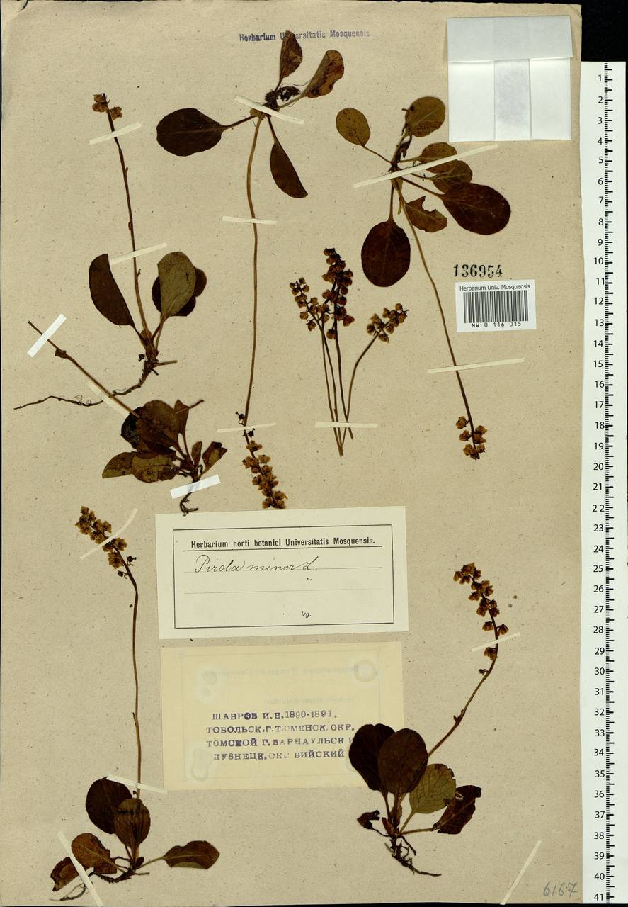 Pyrola minor L., Siberia (no precise locality) (S0) (Russia)