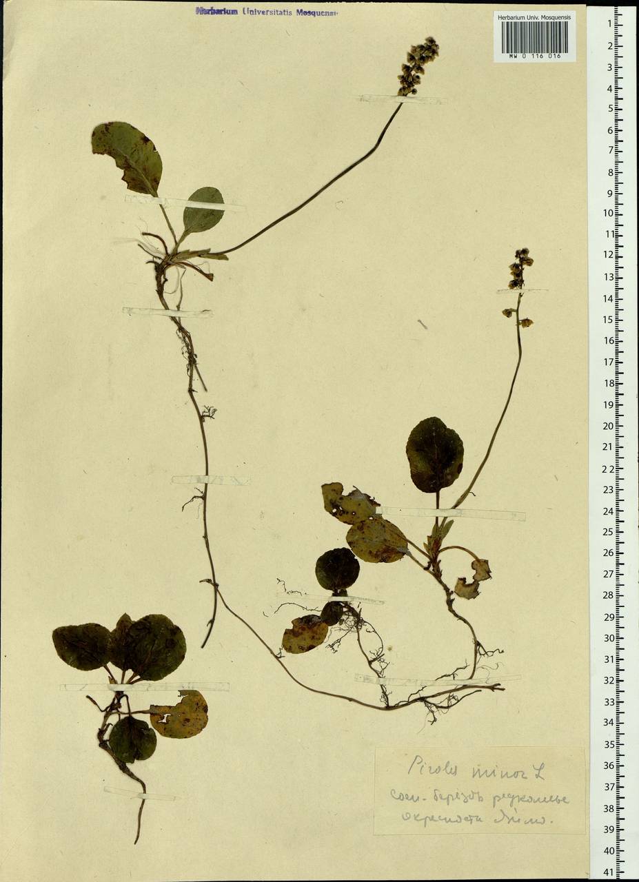 Pyrola minor L., Siberia, Altai & Sayany Mountains (S2) (Russia)