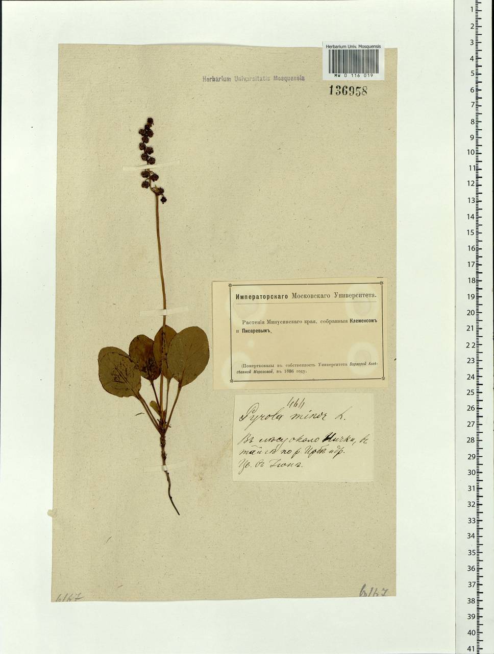 Pyrola minor L., Siberia, Altai & Sayany Mountains (S2) (Russia)