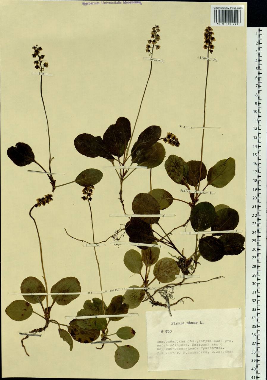 Pyrola minor L., Siberia, Western Siberia (S1) (Russia)