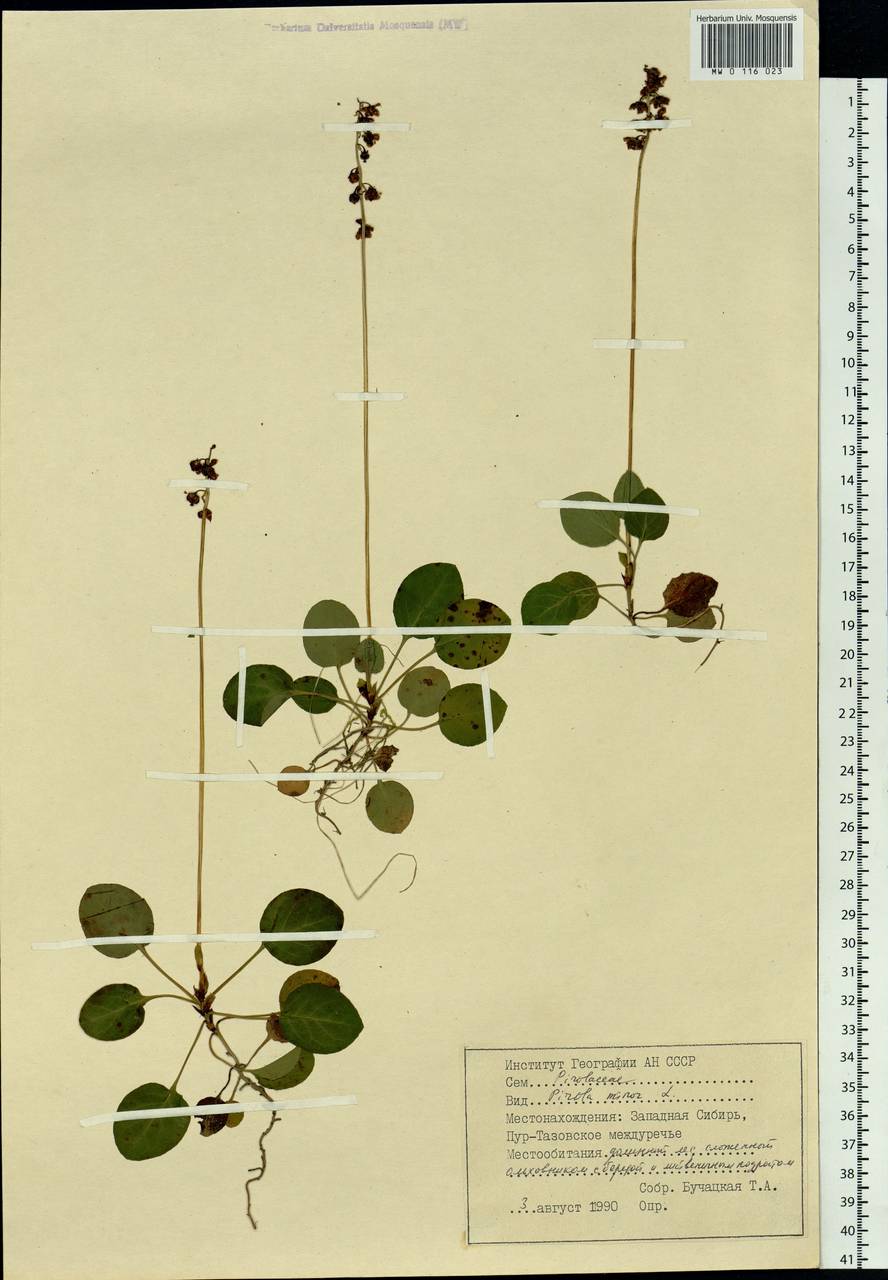Pyrola minor L., Siberia, Western Siberia (S1) (Russia)