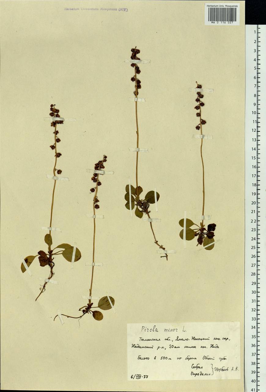 Pyrola minor L., Siberia, Western Siberia (S1) (Russia)