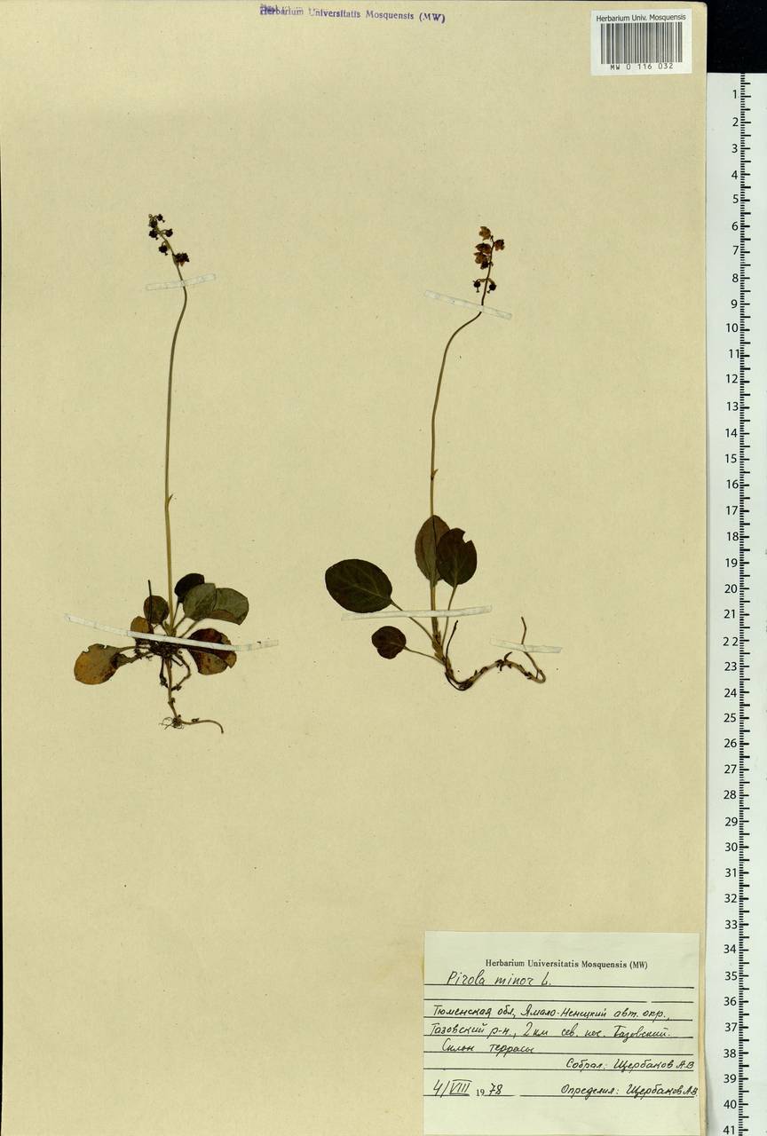 Pyrola minor L., Siberia, Western Siberia (S1) (Russia)