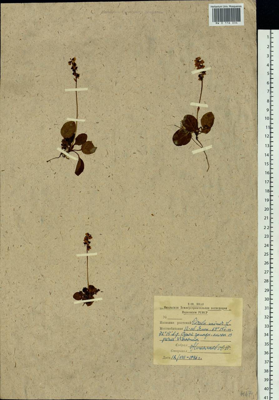Pyrola minor L., Siberia, Western Siberia (S1) (Russia)