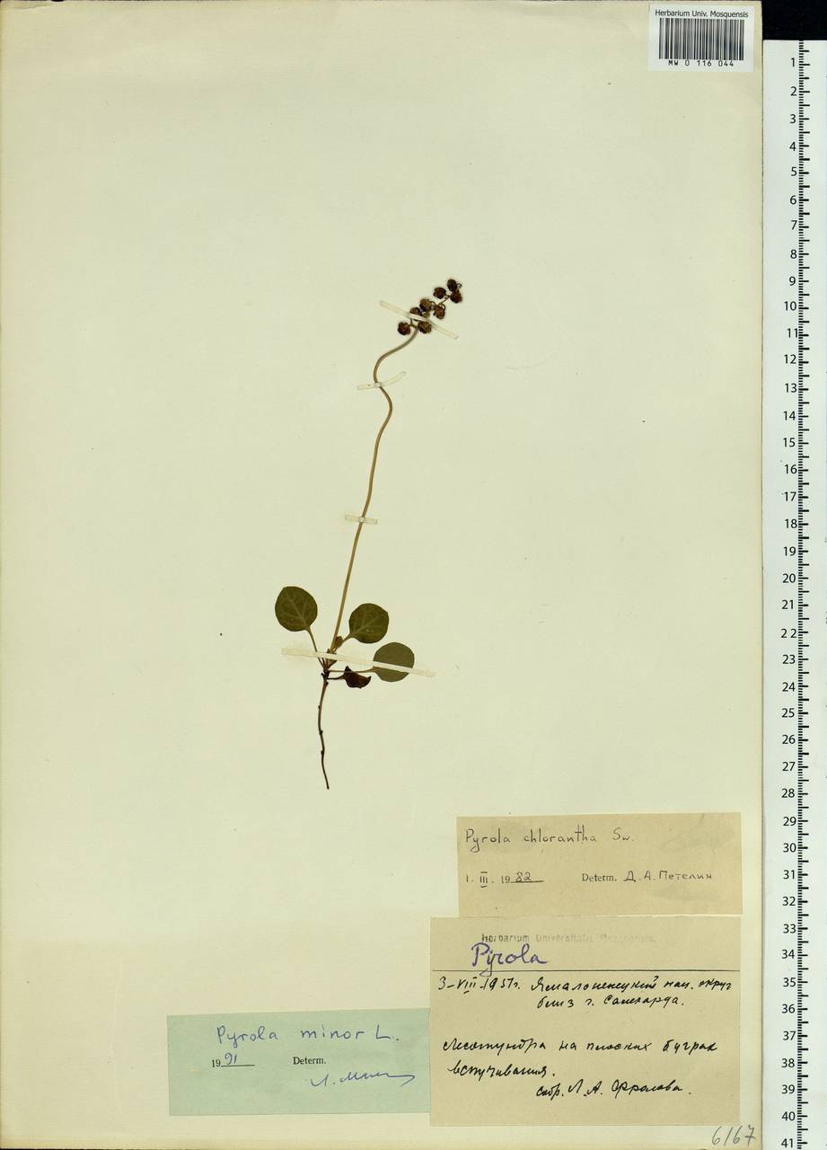 Pyrola minor L., Siberia, Western Siberia (S1) (Russia)