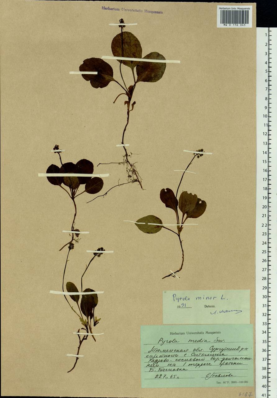 Pyrola minor L., Siberia, Western Siberia (S1) (Russia)