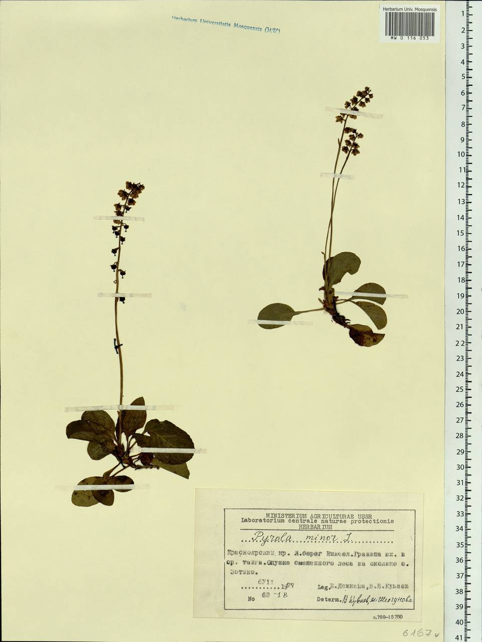 Pyrola minor L., Siberia, Central Siberia (S3) (Russia)