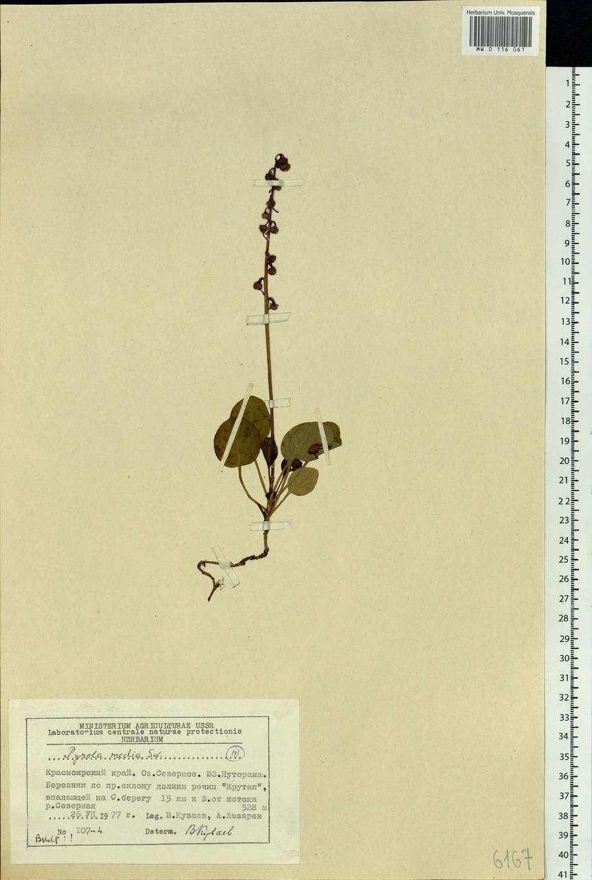 Pyrola media Sw., Siberia, Central Siberia (S3) (Russia)