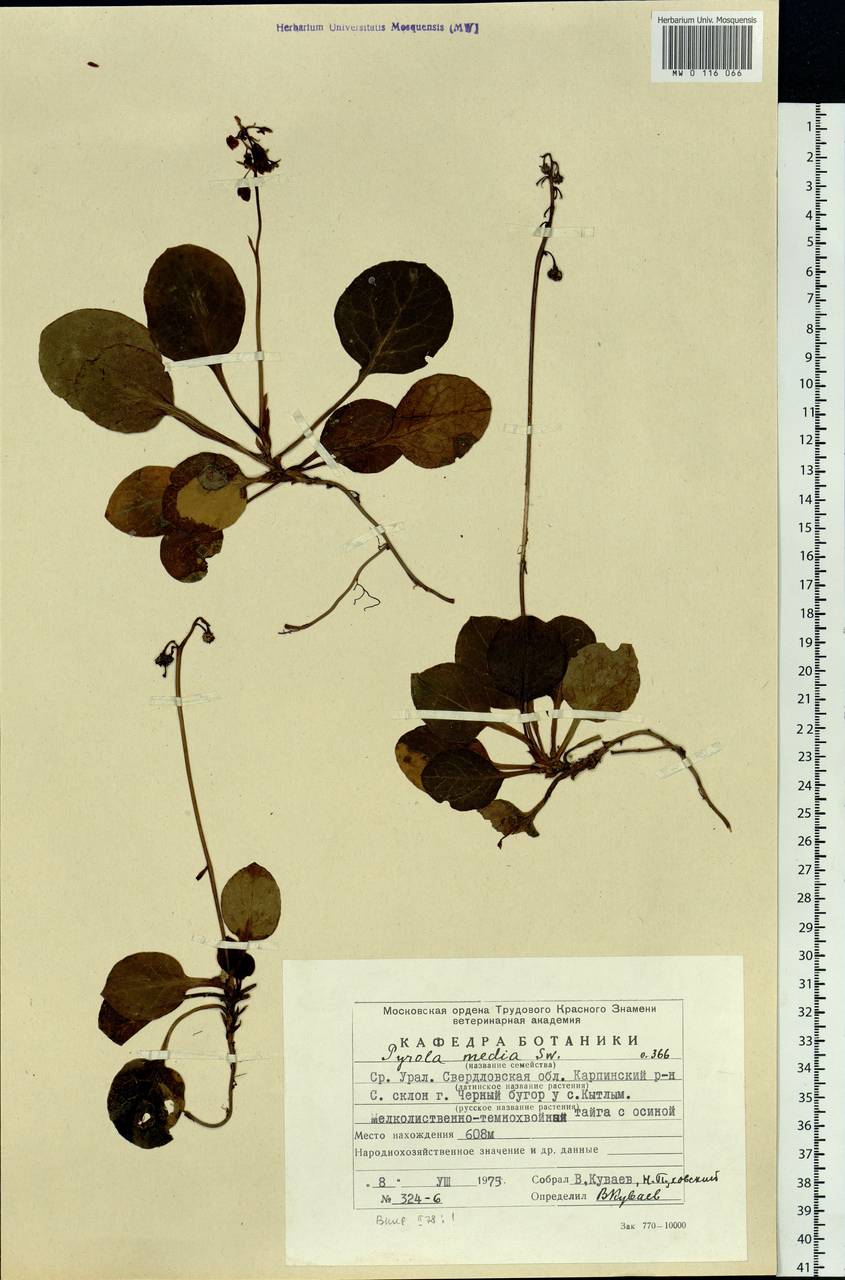 Pyrola media Sw., Eastern Europe, Eastern region (E10) (Russia)