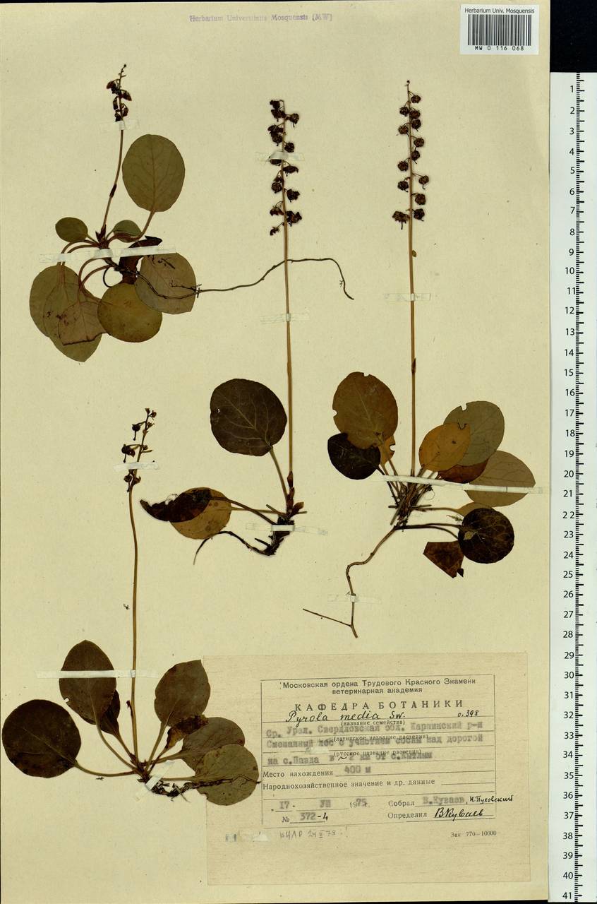 Pyrola media Sw., Eastern Europe, Eastern region (E10) (Russia)