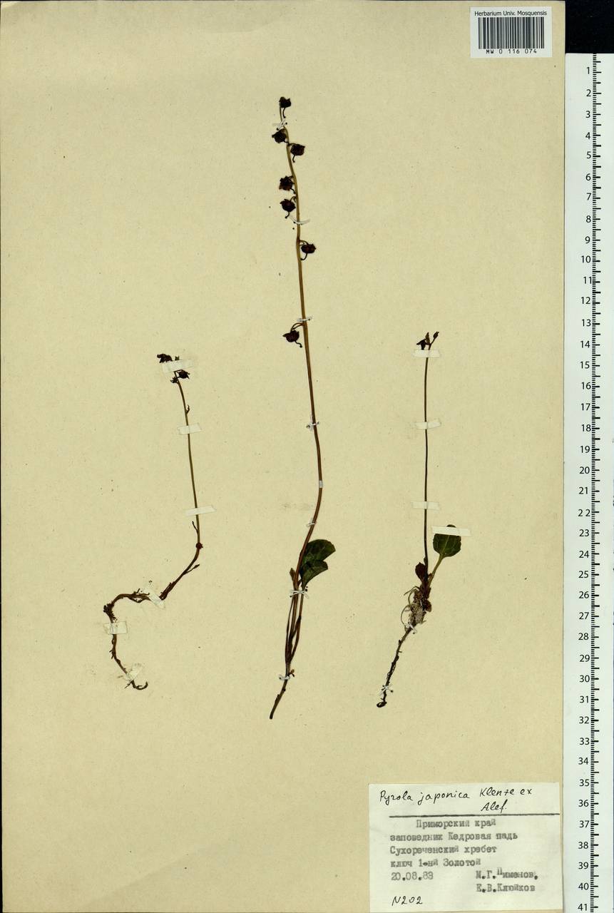 Pyrola japonica Klenze ex Alef., Siberia, Russian Far East (S6) (Russia)