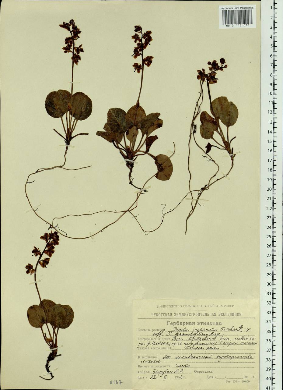 Pyrola asarifolia subsp. incarnata (DC.) A. E. Murray, Siberia, Chukotka & Kamchatka (S7) (Russia)