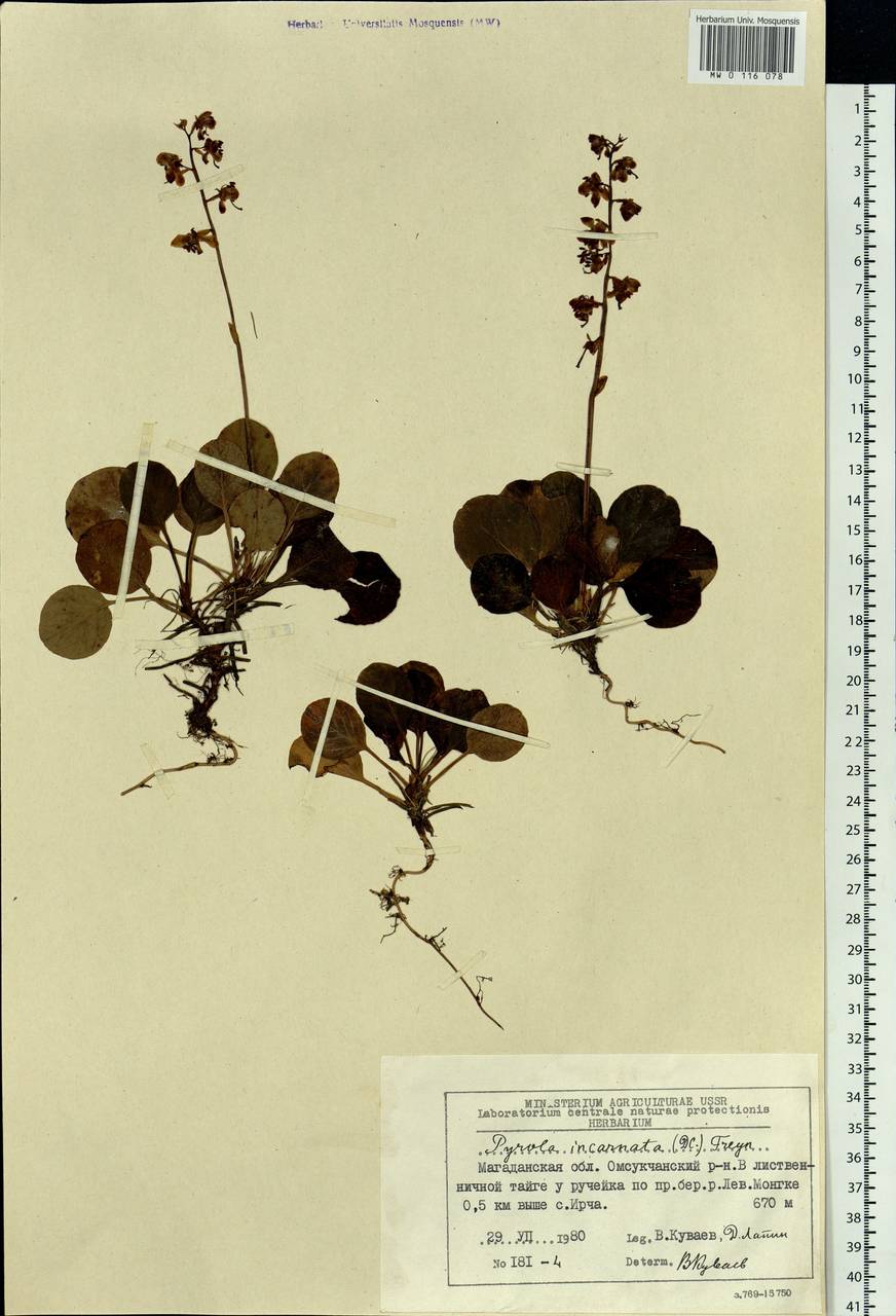 Pyrola asarifolia subsp. incarnata (DC.) A. E. Murray, Siberia, Chukotka & Kamchatka (S7) (Russia)