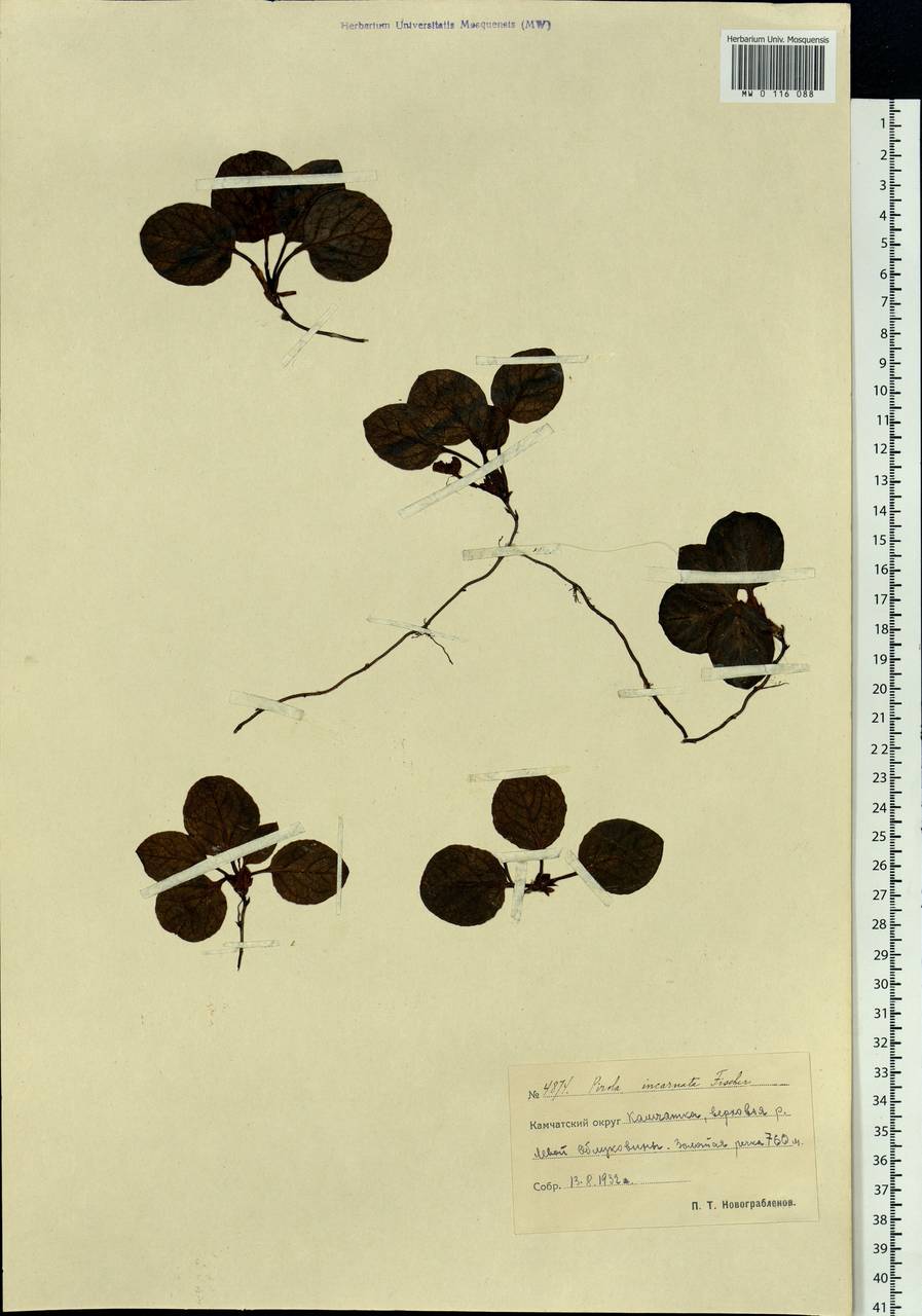 Pyrola asarifolia subsp. incarnata (DC.) A. E. Murray, Siberia, Chukotka & Kamchatka (S7) (Russia)