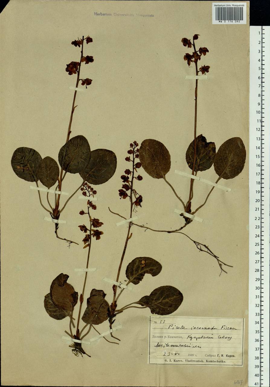 Pyrola asarifolia subsp. incarnata (DC.) A. E. Murray, Siberia, Chukotka & Kamchatka (S7) (Russia)