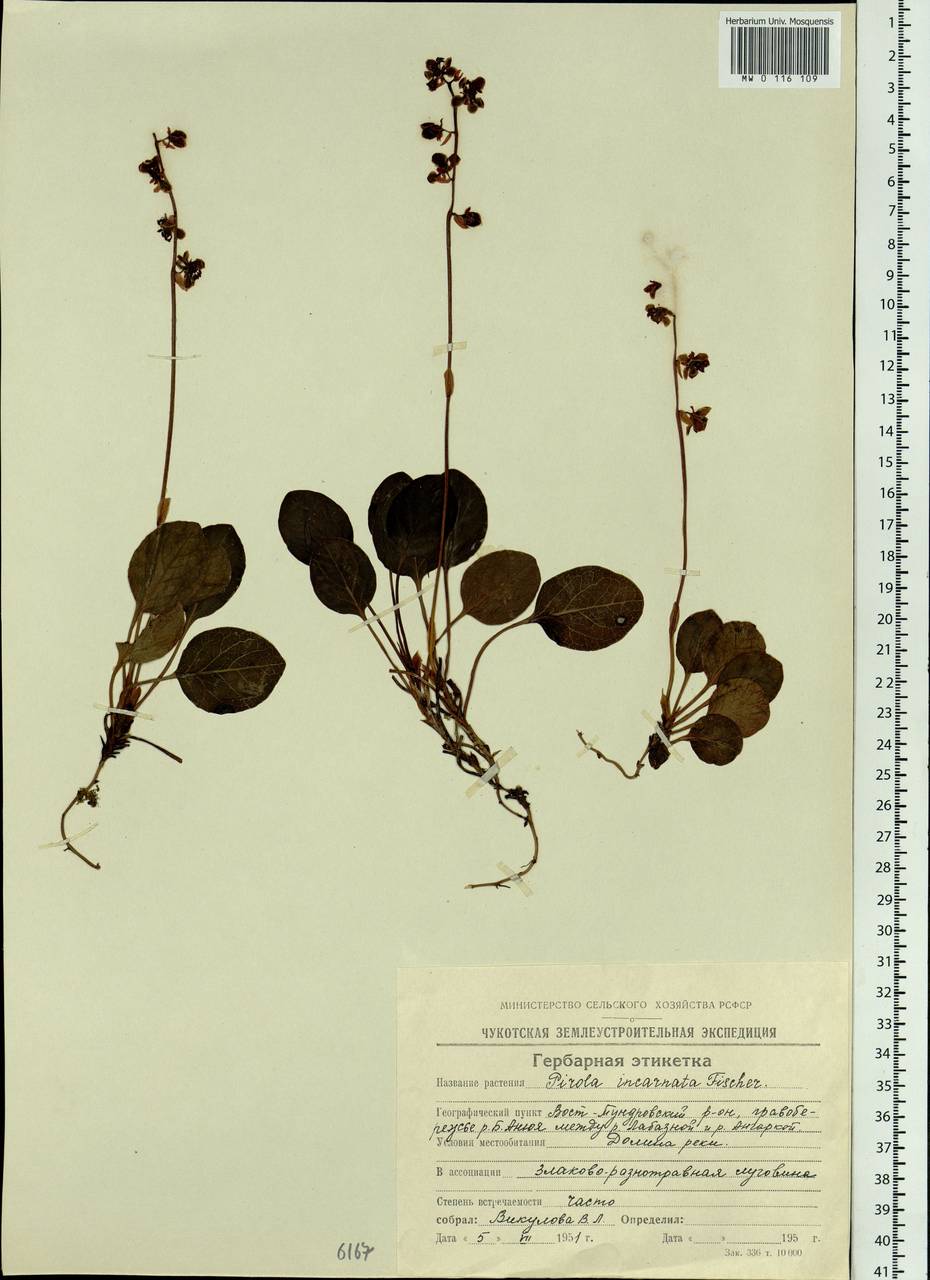 Pyrola asarifolia subsp. incarnata (DC.) A.E.Murray, Siberia, Chukotka & Kamchatka (S7) (Russia)