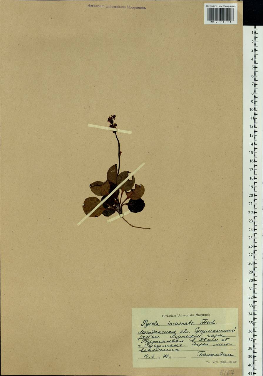 Pyrola asarifolia subsp. incarnata (DC.) A. E. Murray, Siberia, Chukotka & Kamchatka (S7) (Russia)