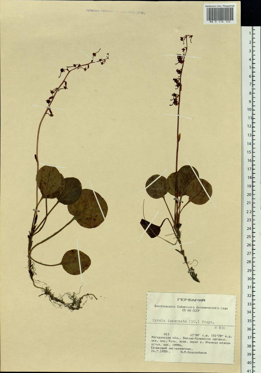 Pyrola asarifolia subsp. incarnata (DC.) A. E. Murray, Siberia, Chukotka & Kamchatka (S7) (Russia)